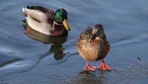 Kachní podrážky opravily a shromáždili velkou společnost na svátku